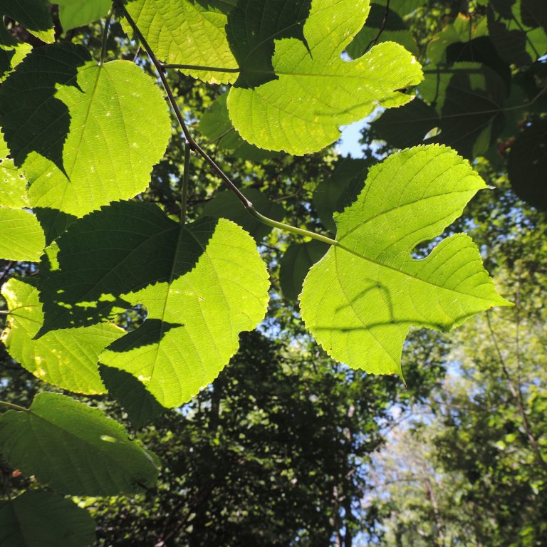 Red Mulberry leaf variation