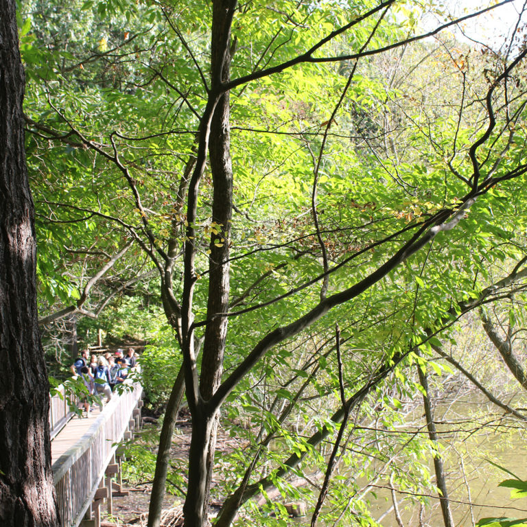 Tree-lined Boardwalk Trail