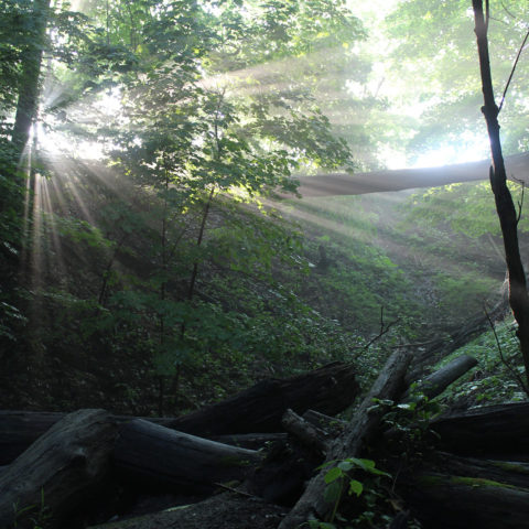 Forest Protection Royal Botanical Gardens