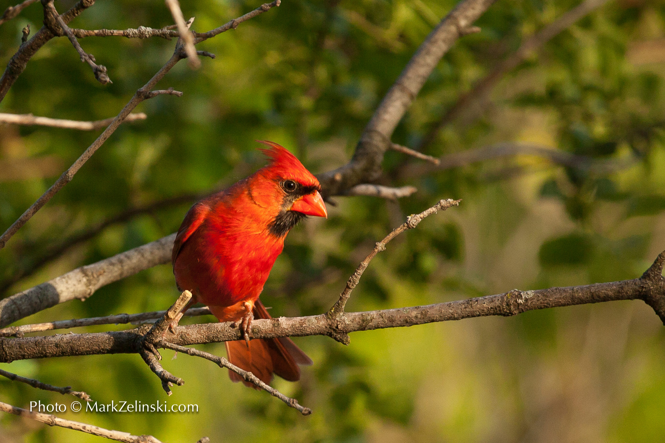 male cardinal in a tree