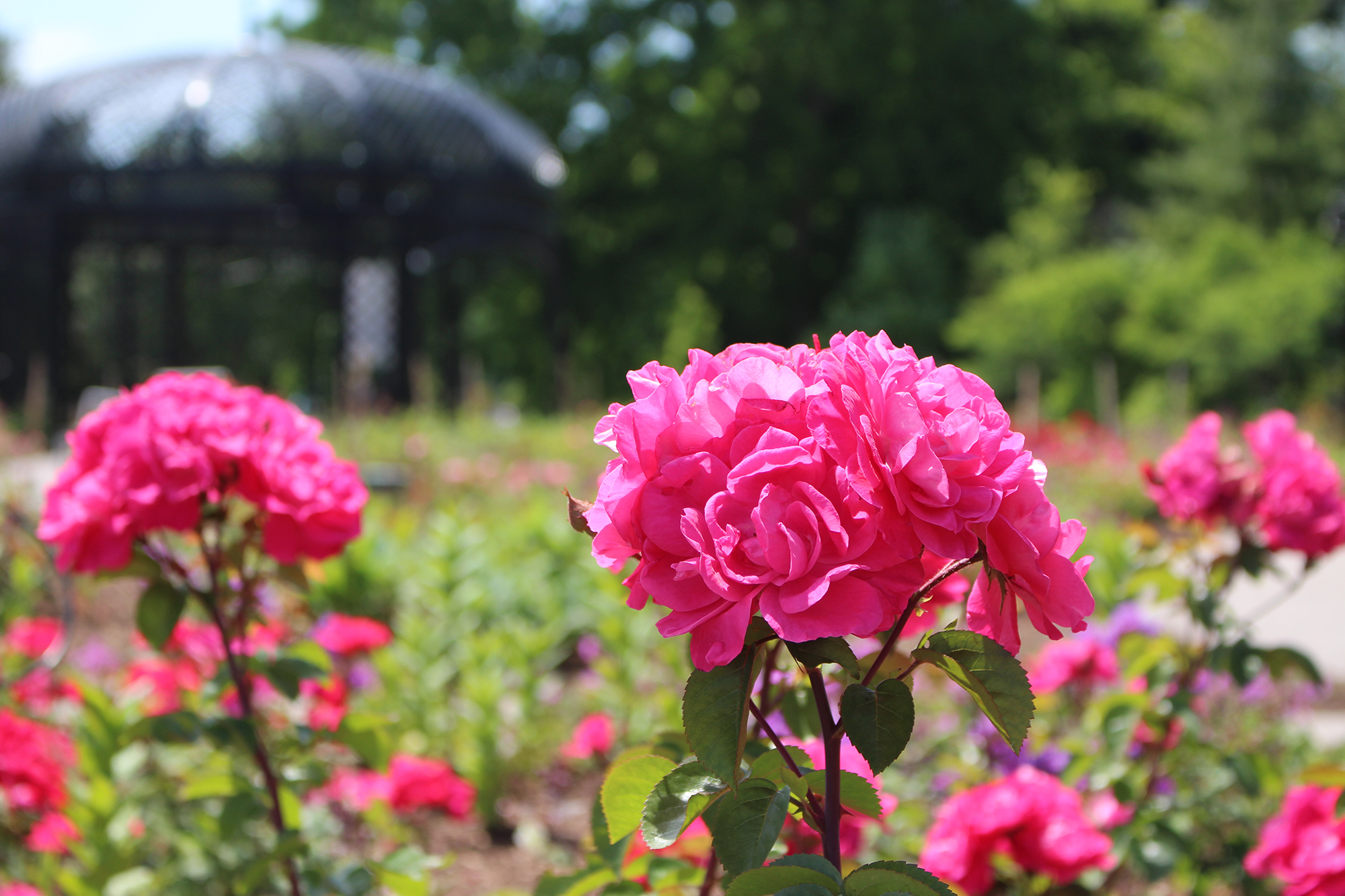 Forest Protection Royal Botanical Gardens