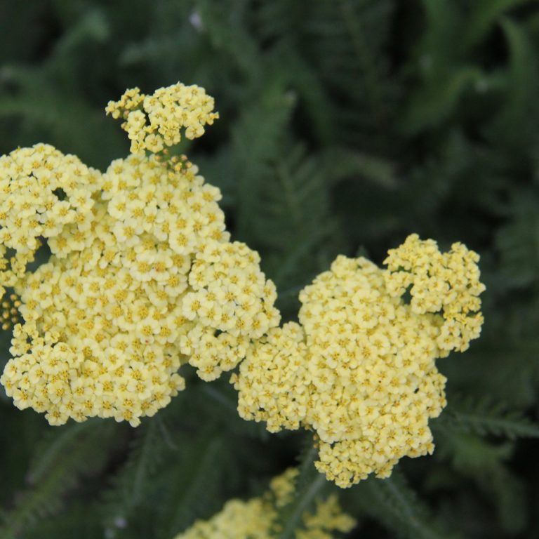Achillea SunnySeduction Yarrow