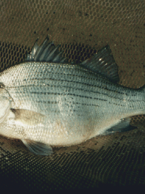 Bass - Fish Bass in a fish net