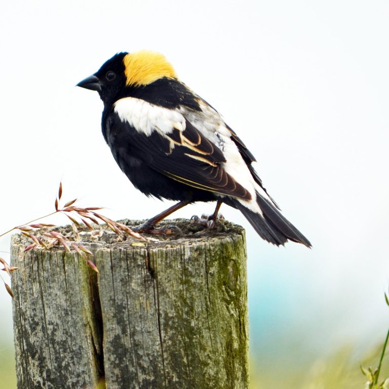 Bobolink perched on a fencepost