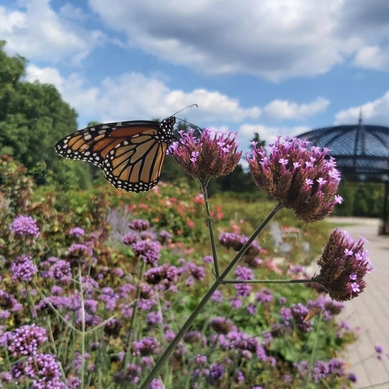 Monarch on verbena in Rose Garden
