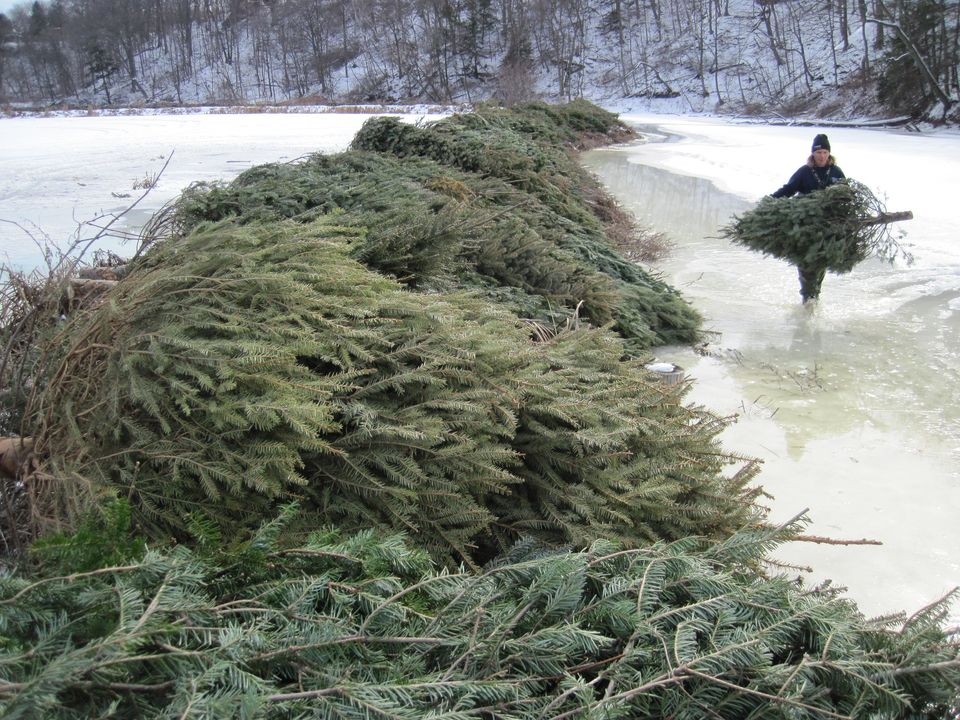 A staff member stacks donated Christmas trees atop the ice to form a barrier in Grindstone creek