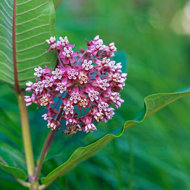 Common Milkweed (Asclepias syriaca)