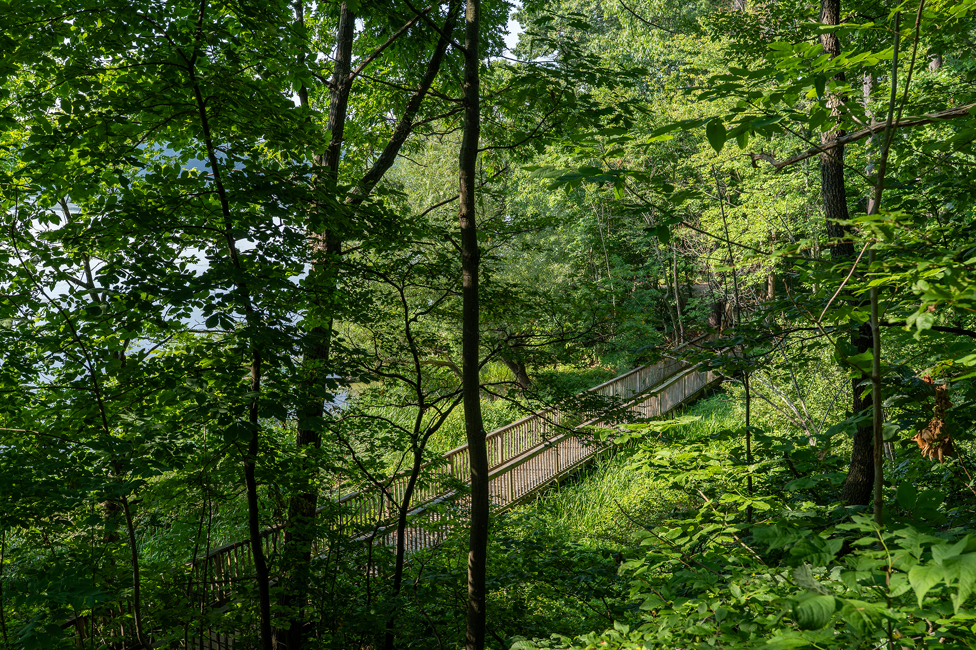 Boardwalk running through natural area alongside cootes paradise, flanked by trees and greenery