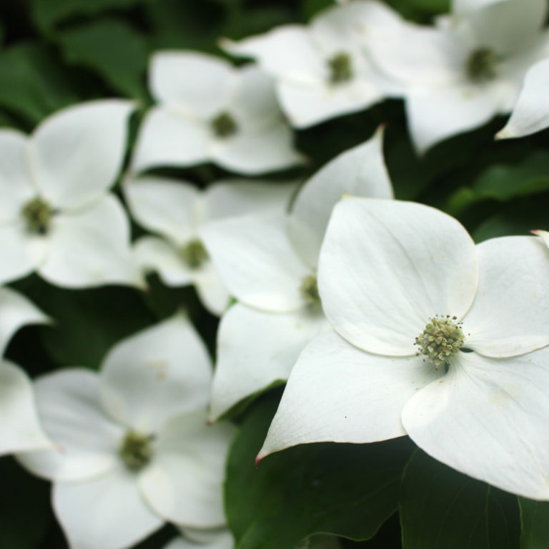 Cornus Dogwood Arboretum