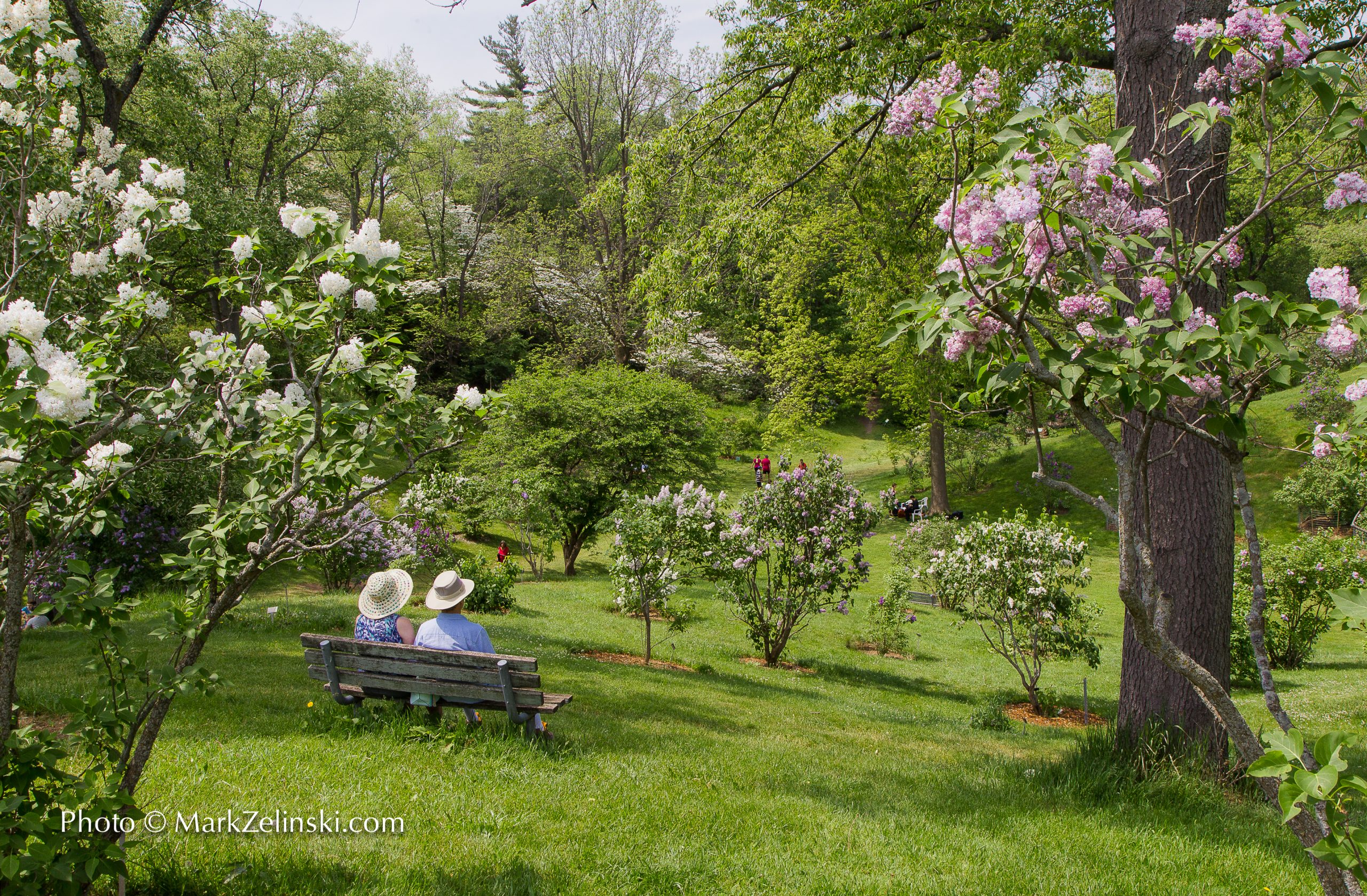 Couple sitting on a bench looking down into the lilac dell in full bloom on a sunny day