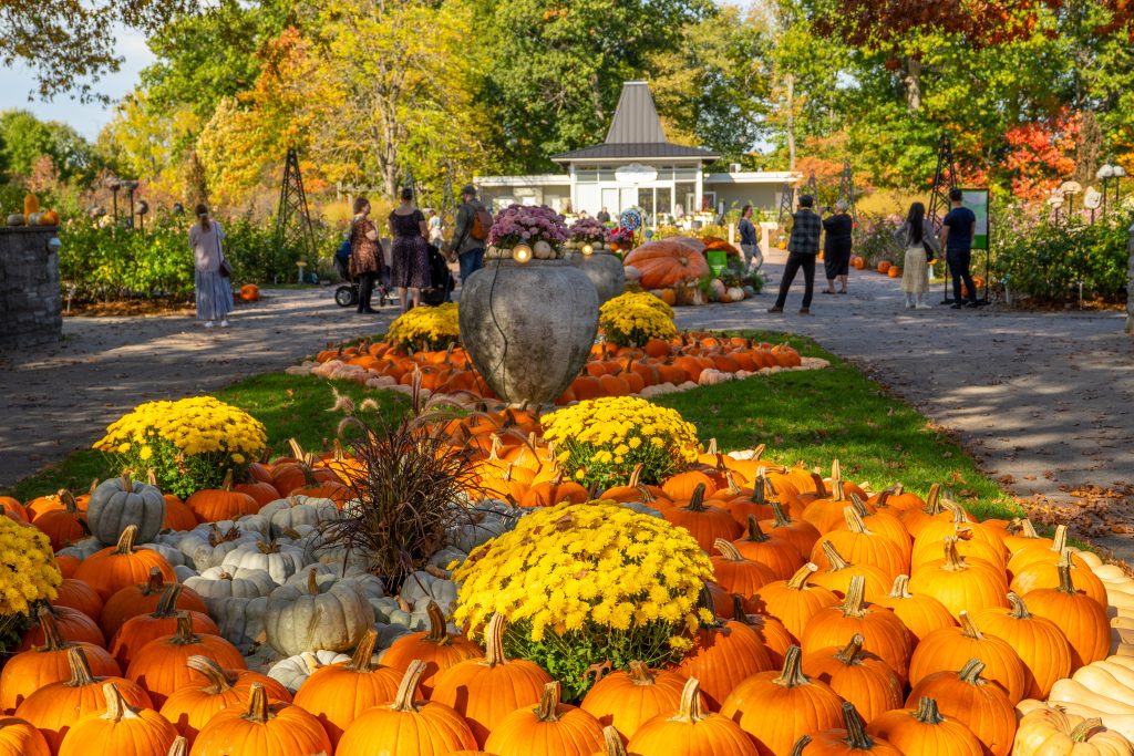 Glowing pumpkins create an autumn display at Hendrie Park