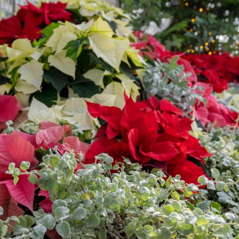 What's in Bloom? December at RBG - Royal Botanical Gardens