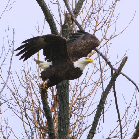 Bald Eagles at RBG - Royal Botanical Gardens