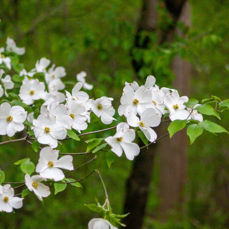 Flowering Dogwoods