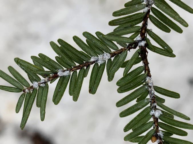 hemlock branch with Hemlock Woolly Adelgid infestation