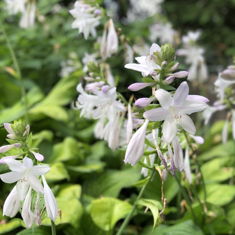 blooming white star shaped hosta flowers
