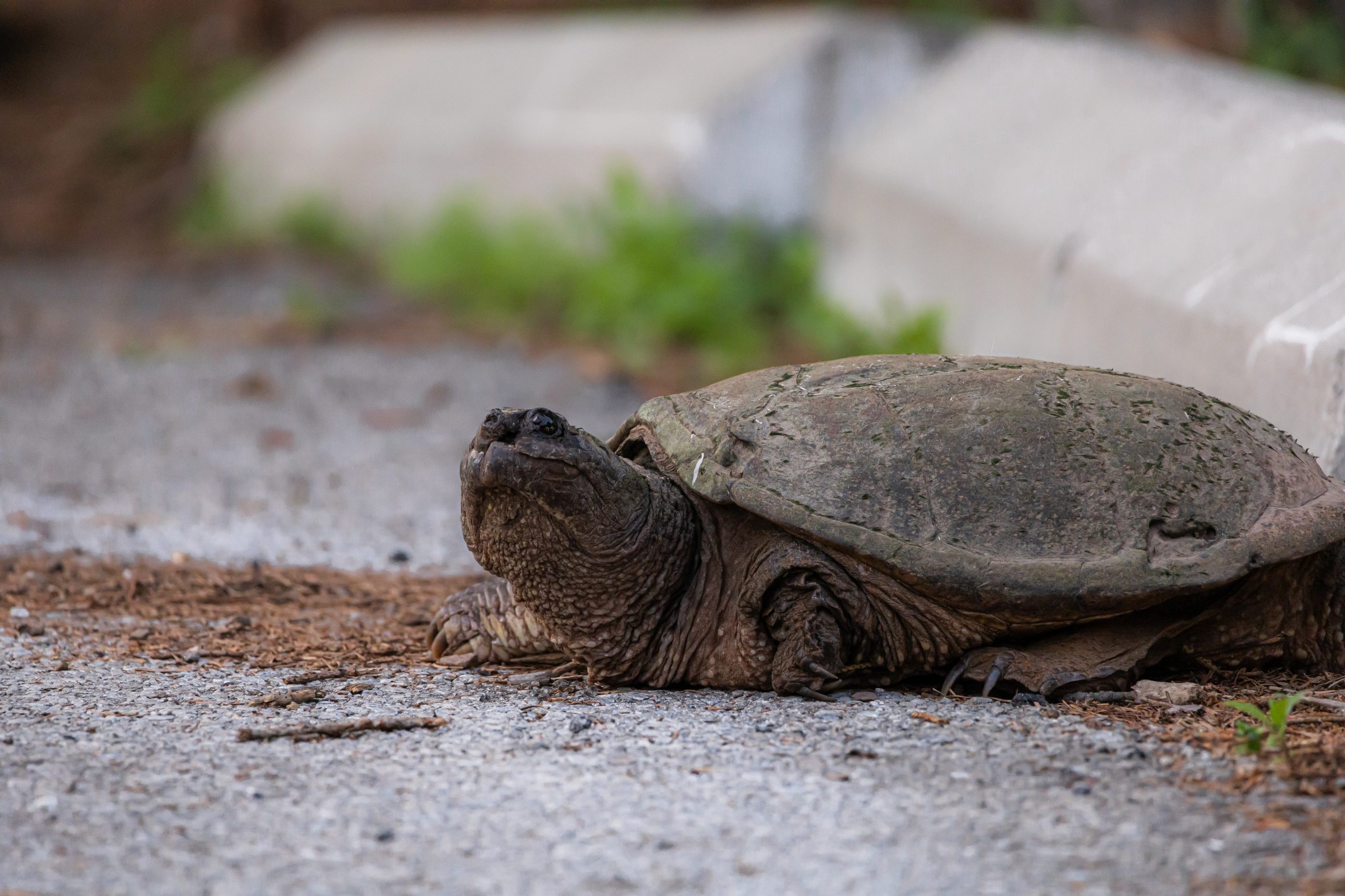Snapping Turtle 'Tortellini' - Lower Laking, Grindstone Creek older snapping turtle with visible scarring and old injuries from previous road crossing incidents.