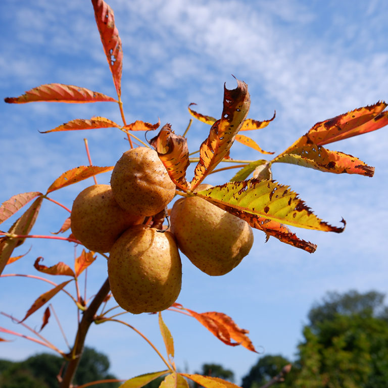 Ohio Buckeye Fruiting