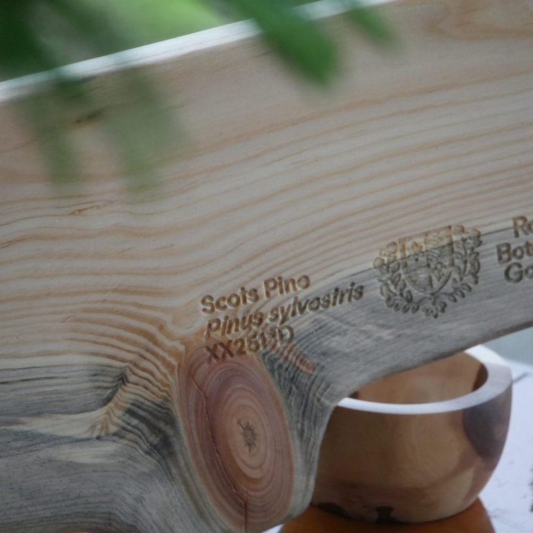 Wood board made out of scots pine wood