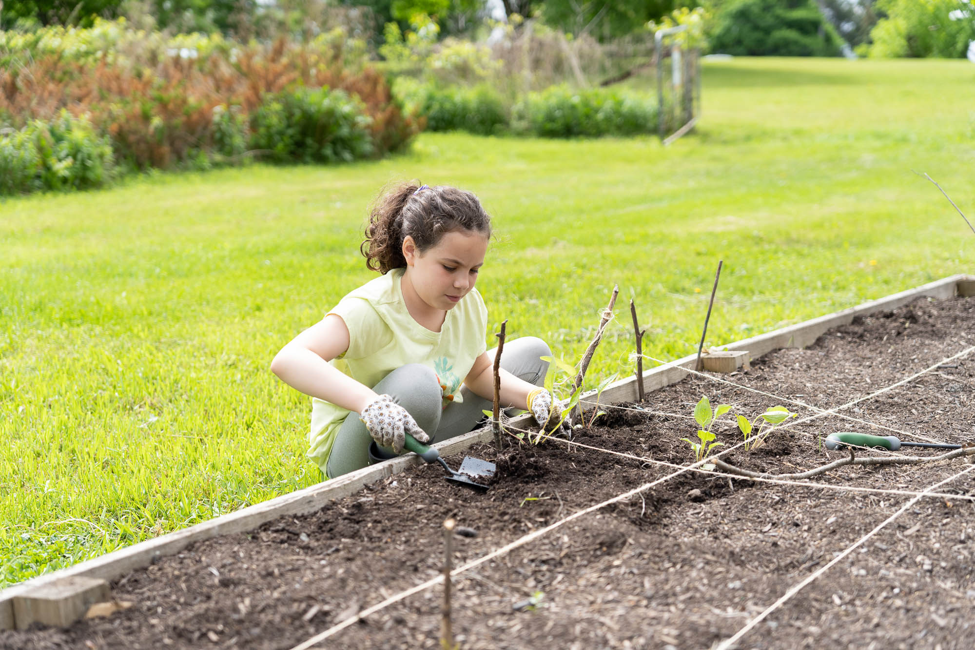 Child planting into raised garden bed, sectioned out with string