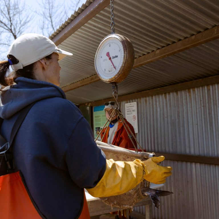 staff weighing a fish