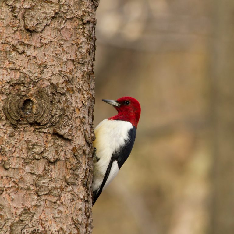 red headed woodpecker