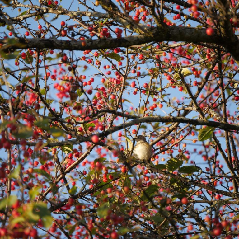 Small yellow warbler in a malus tree