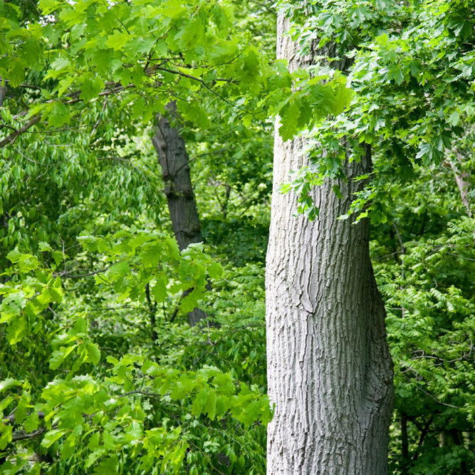 Tree Trunk In Forest