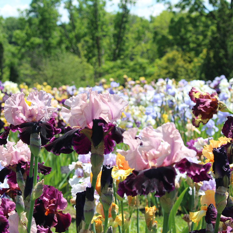 Bed Of Multi Coloured Iris