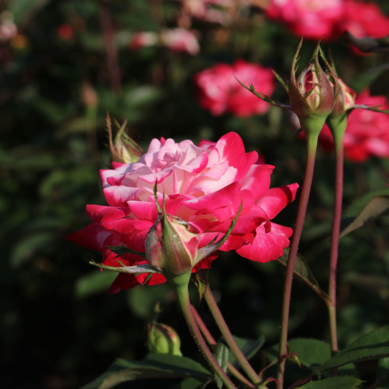 Candy Cane Cocktail Rose