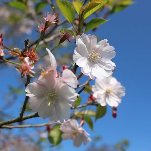 Sakura Zensen: The Advance of Cherry Blossoms - Royal