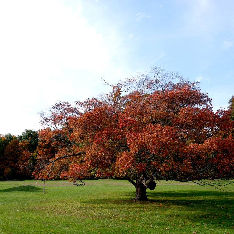 Crabapple Tree In Fall Turning Red