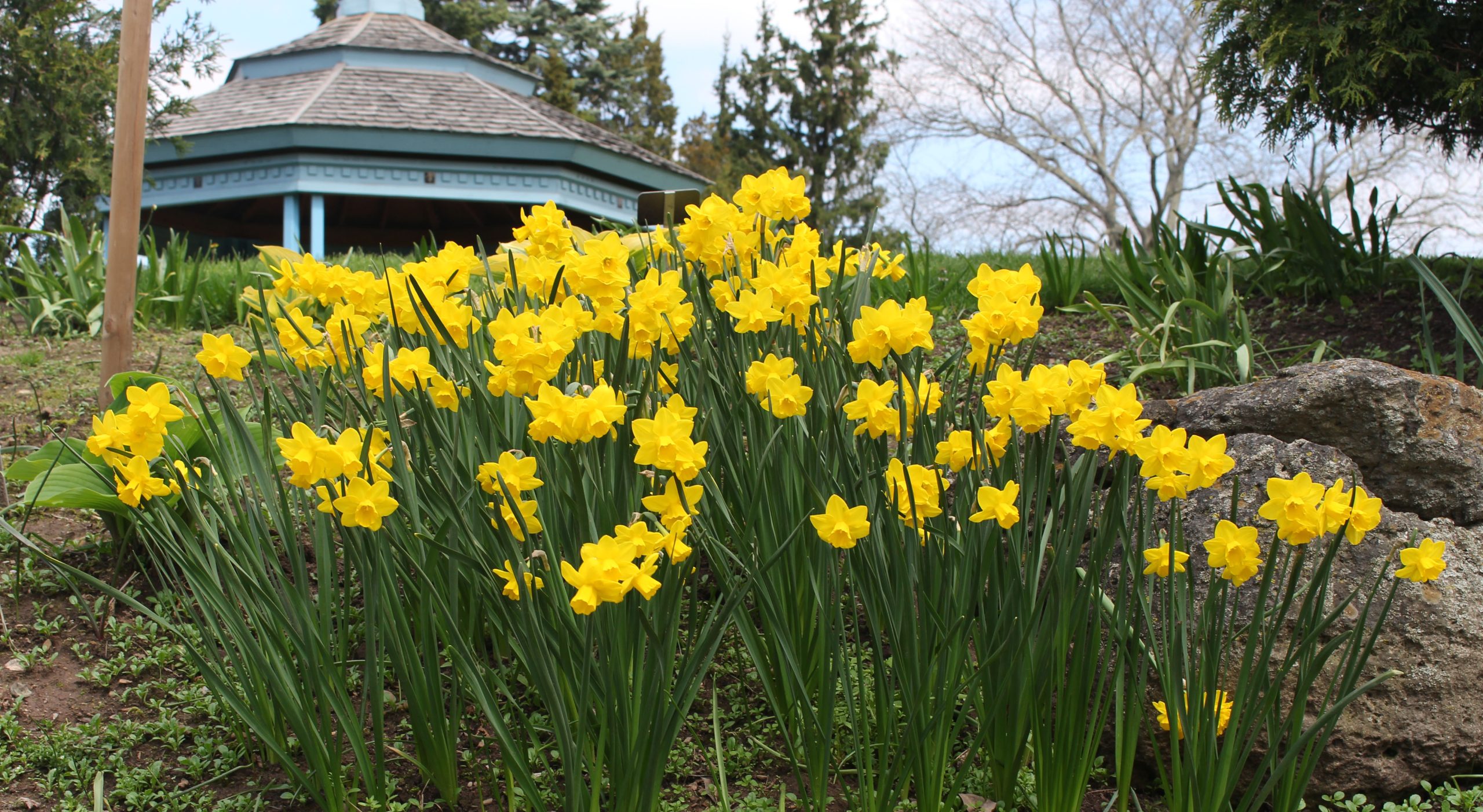 Laking Garden Daffodils In Blooms