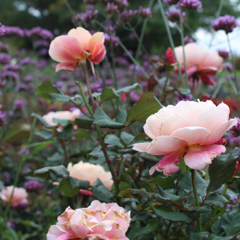 Distant Drums Roses With Verbena Bonariensis