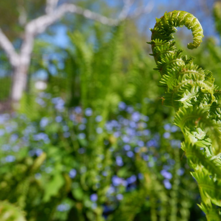 Ferns Opening