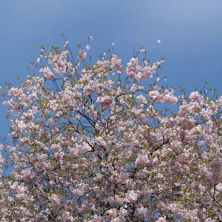Flowering Cherry Tree Collection - Royal Botanical Gardens