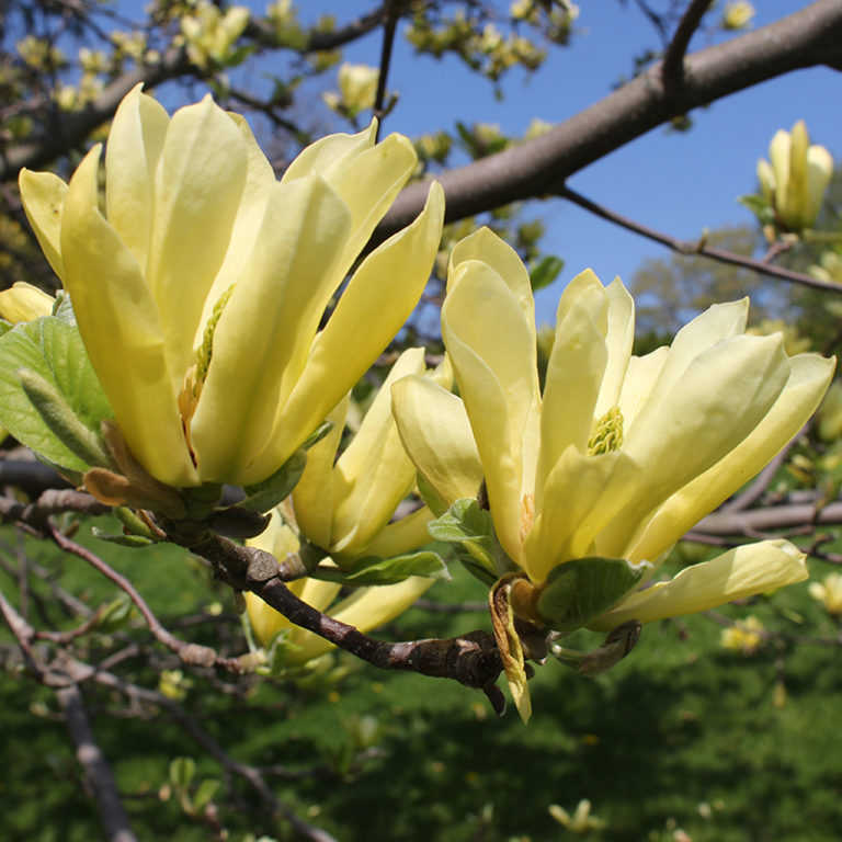 Green Cucumber Magnolia Flowers Blooming