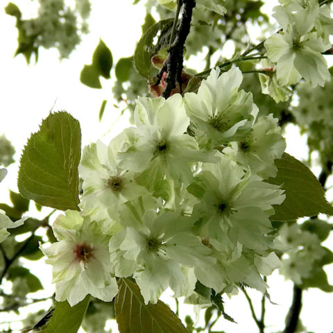 【７】blossom Kawasaki ZX7, ZX9 Clutch Slave Cylinder Clu-2700 by Oberon