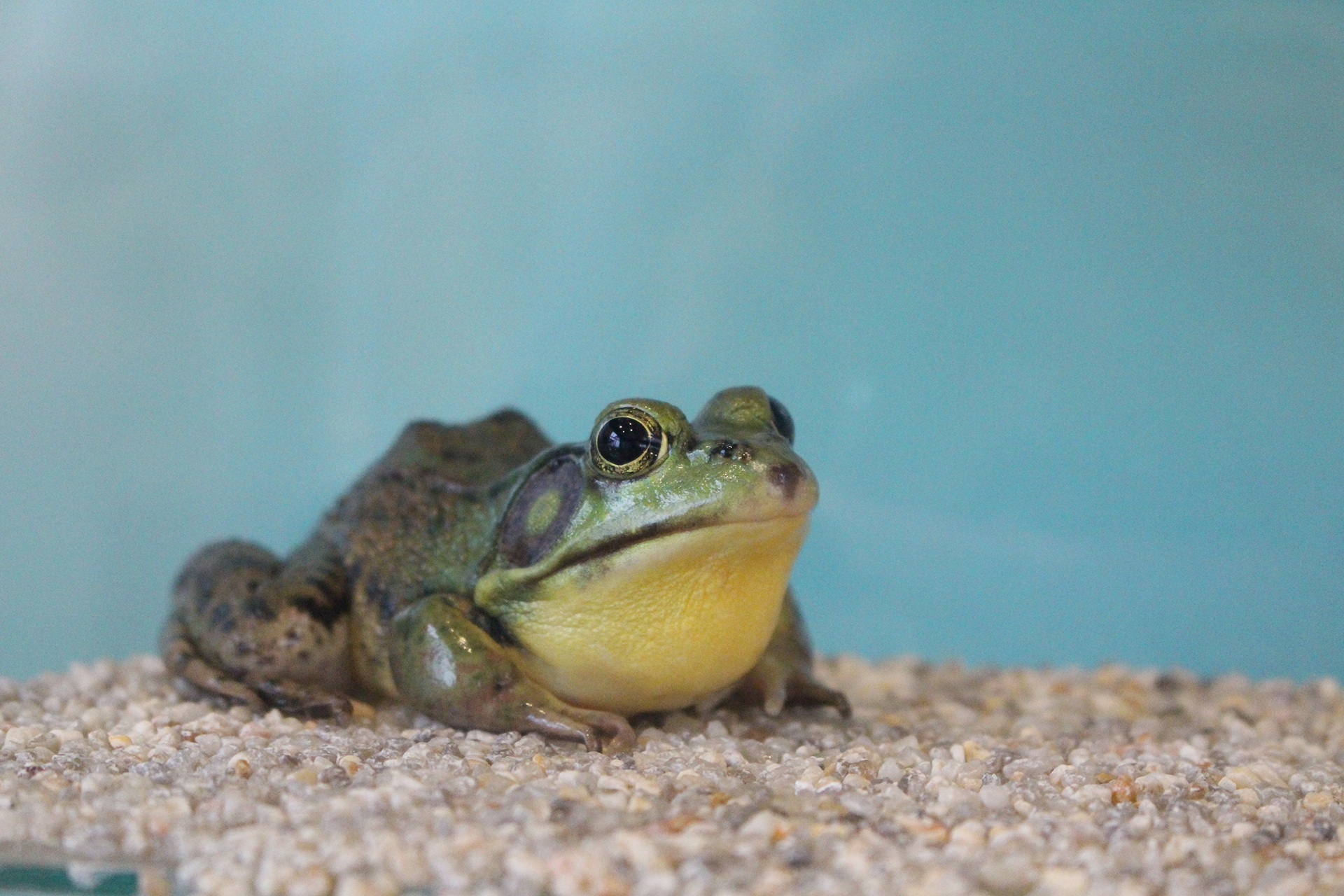 Green frog sitting in an enclosure with a blue background and light coloured rocks