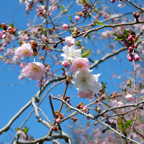 Sakura Zensen: The Advance of Cherry Blossoms - Royal Botanical