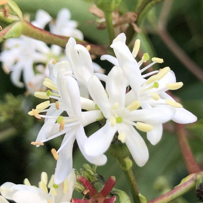 White flowers of Heptacodium miconioides (Seven-son Flower)