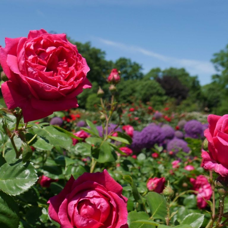 Deep pink roses in the foreground with purple globe shaped allium in the background