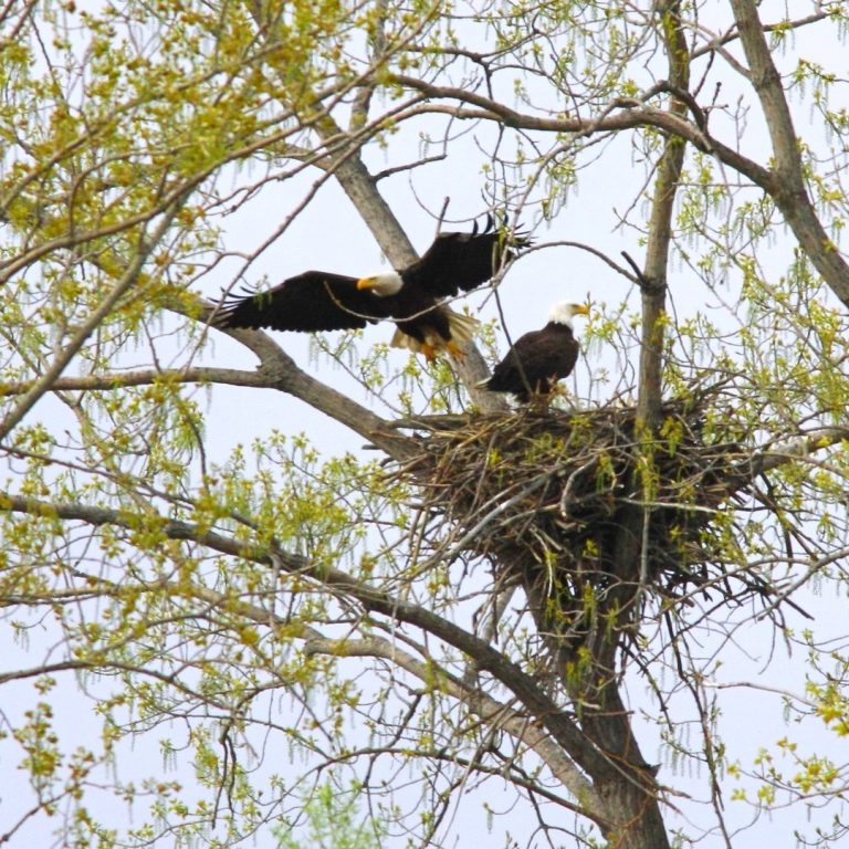 pair of bald eagles, one standing at the edge of the nest and the other is taking off in flight