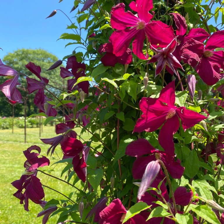 Red small flowered clematis