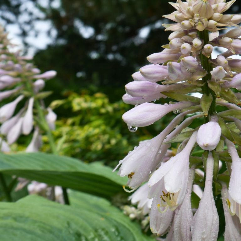 hosta blooms