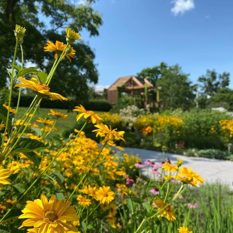 yellow flowers at Laking Garden with the wooden lookout structure in the background