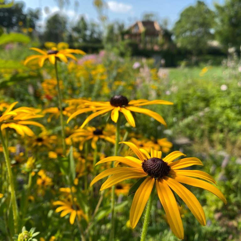 black-eyed susans in a perennial garden display at Laking Garden