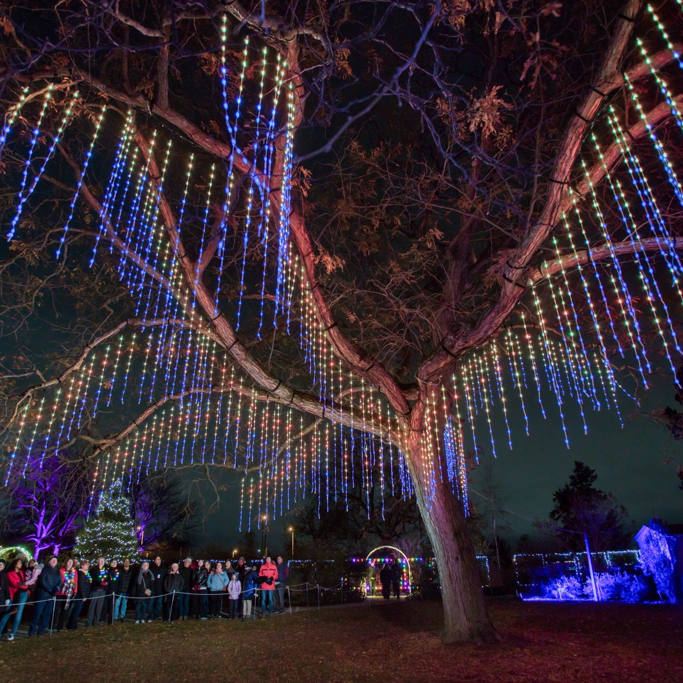 large group of visitors standing under the singing tree light installation at RBG's Winter Wonders