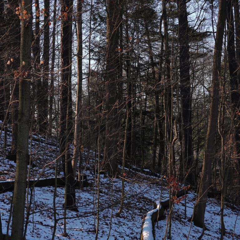 Light layer of snow gently covering the forest floor