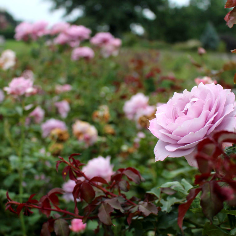 Light Purple Roses In Rose Garden